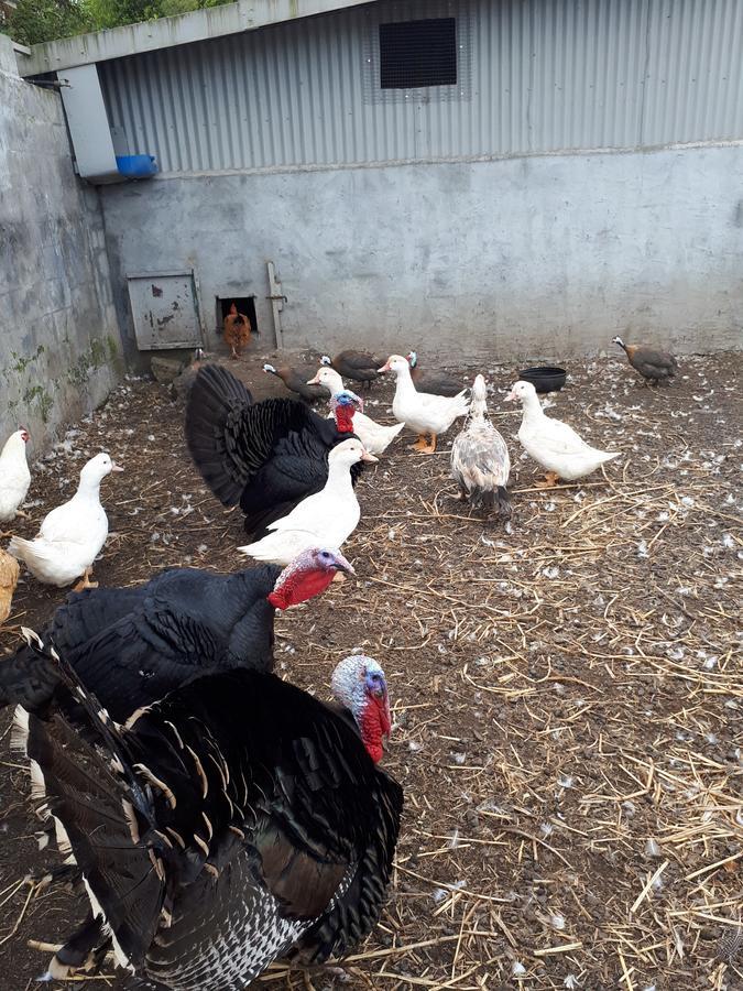 Les Grevilleas La Plaine des Cafres Luaran gambar