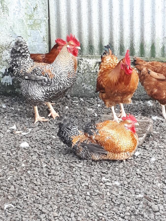 Les Grevilleas La Plaine des Cafres Luaran gambar